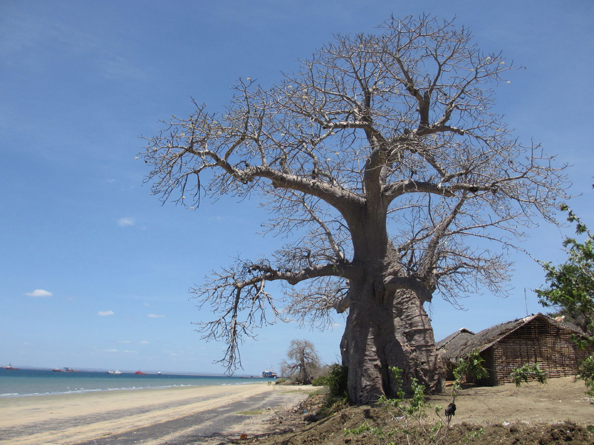 Adansonia digitata