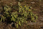 Melhania acuminata var. acuminata