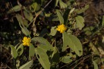 Melhania acuminata var. acuminata