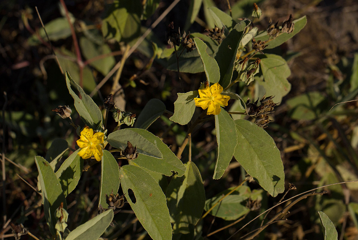 Melhania acuminata var. acuminata