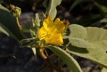 Melhania acuminata var. acuminata
