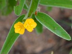Melhania acuminata var. acuminata