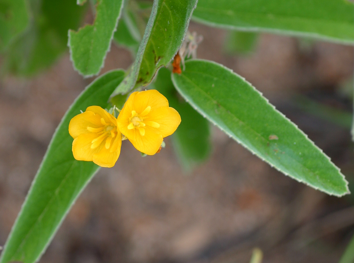 Melhania acuminata var. acuminata