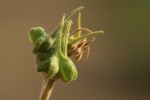Melhania acuminata var. acuminata