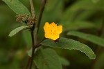 Melhania acuminata var. agnosta