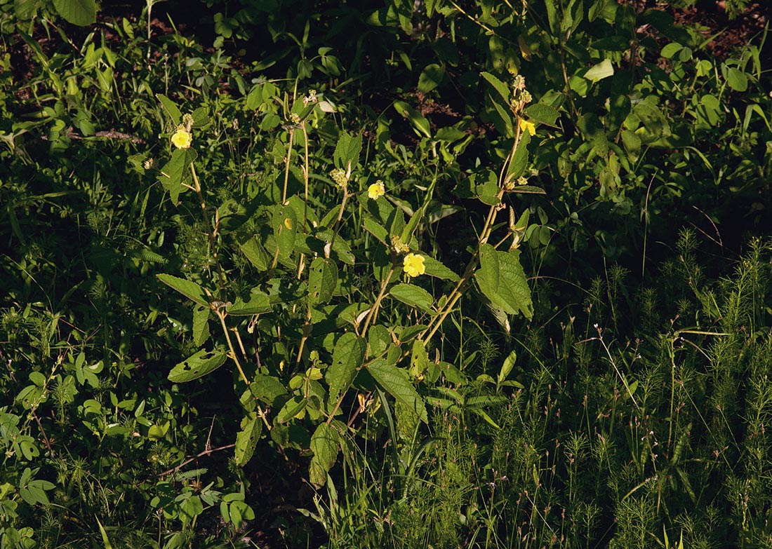 Melhania forbesii
