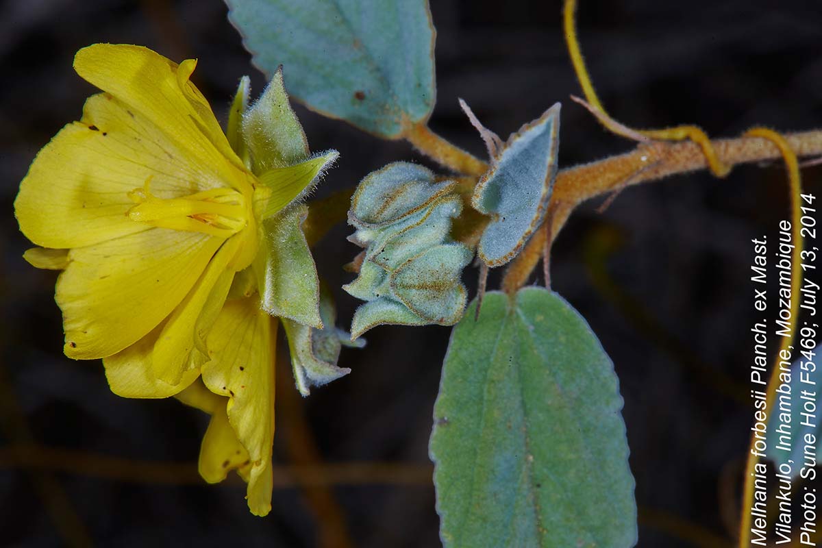 Melhania forbesii