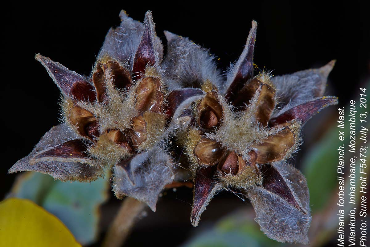 Melhania forbesii