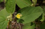 Melhania forbesii