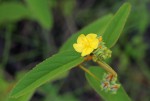 Melhania forbesii