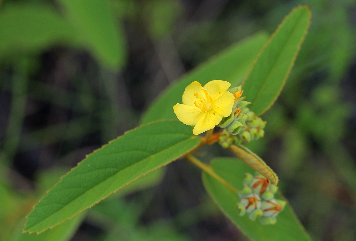 Melhania forbesii
