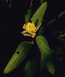 Melhania forbesii