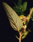Melhania forbesii