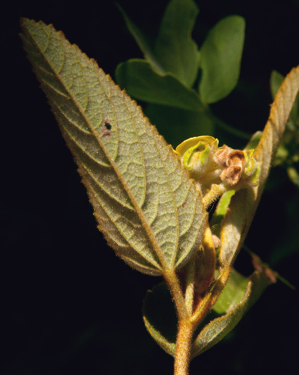 Melhania forbesii