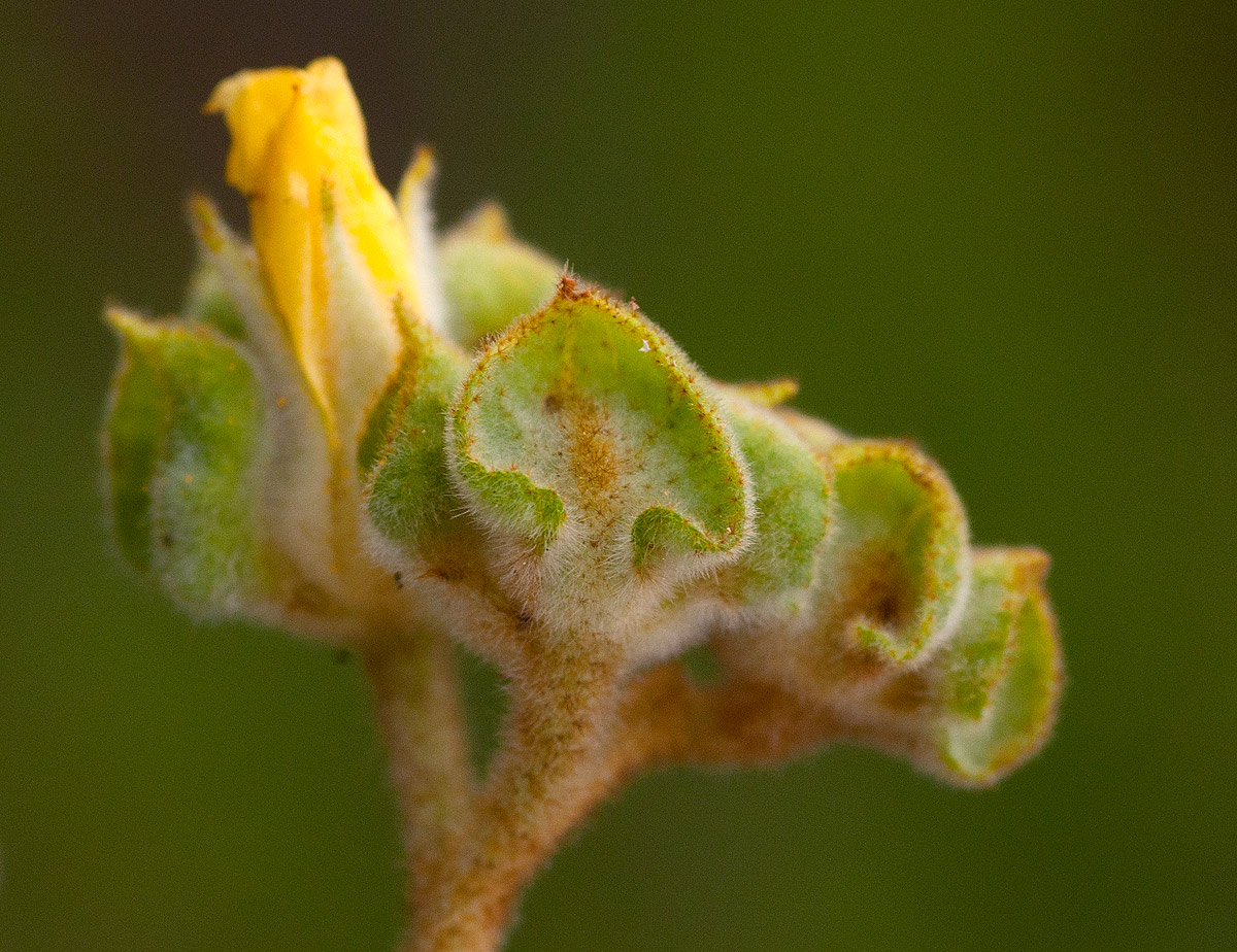 Melhania forbesii