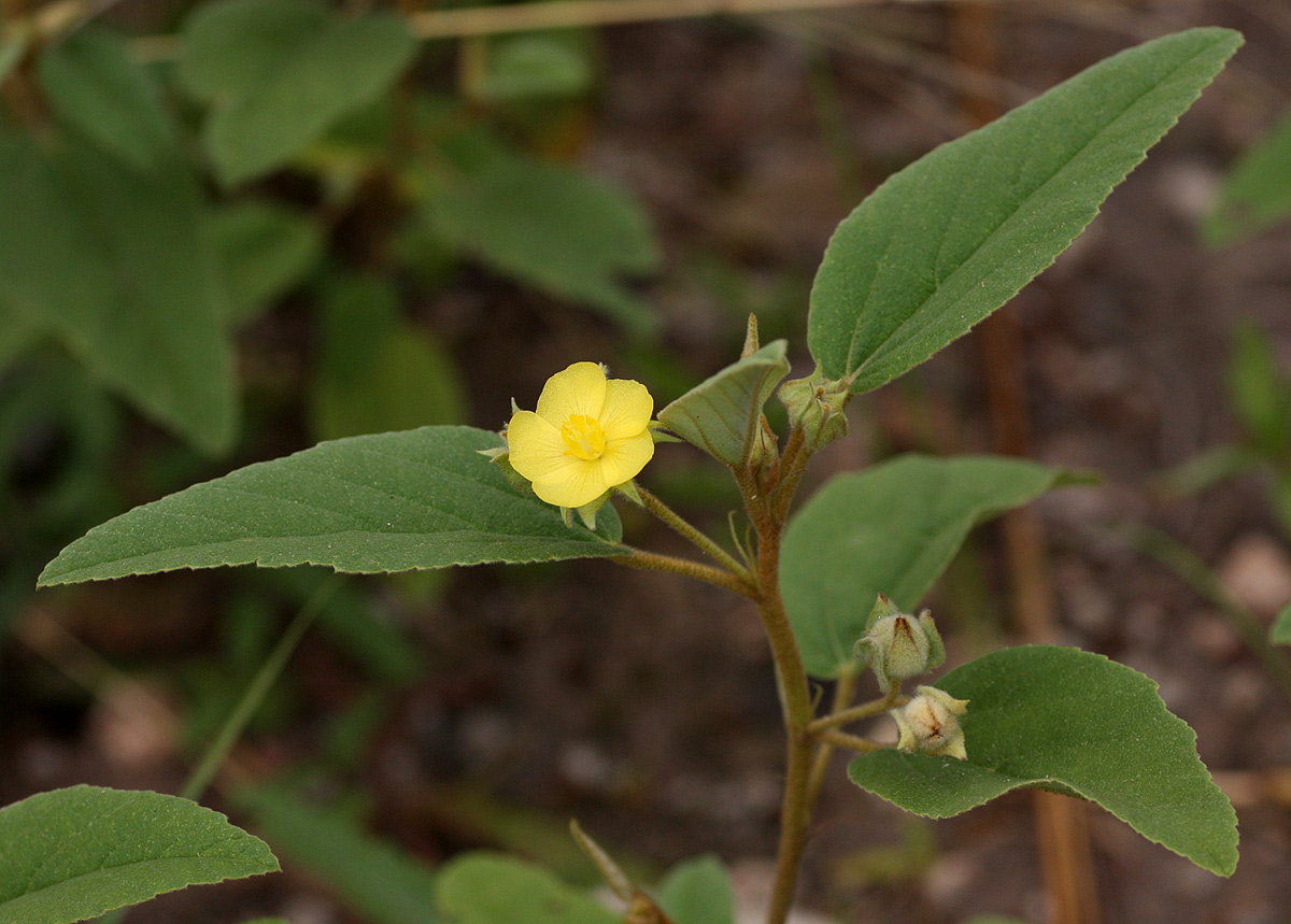 Melhania forbesii