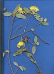 Melhania forbesii
