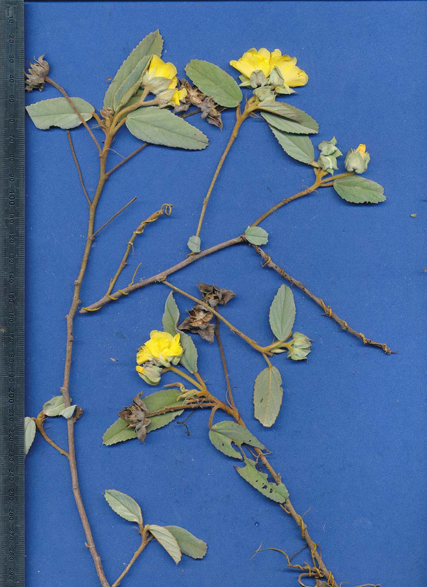 Melhania forbesii