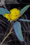 Melhania forbesii