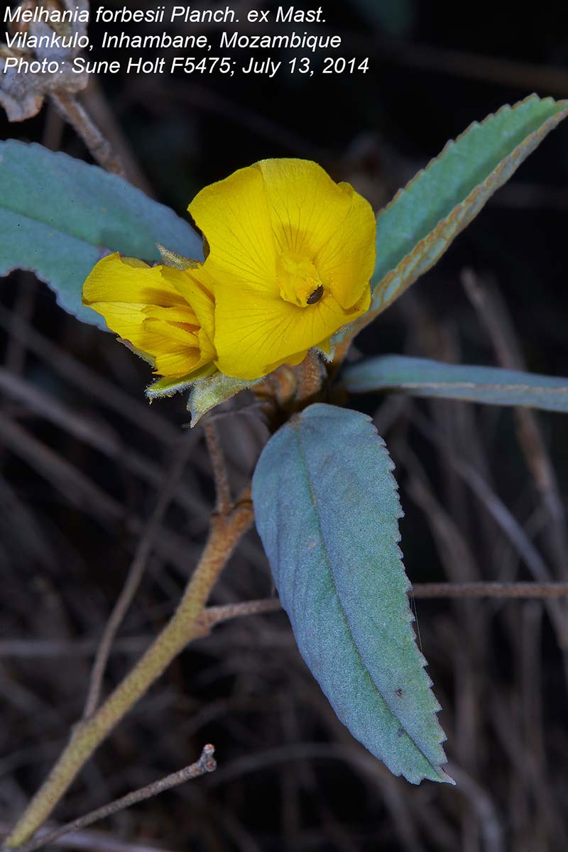 Melhania forbesii