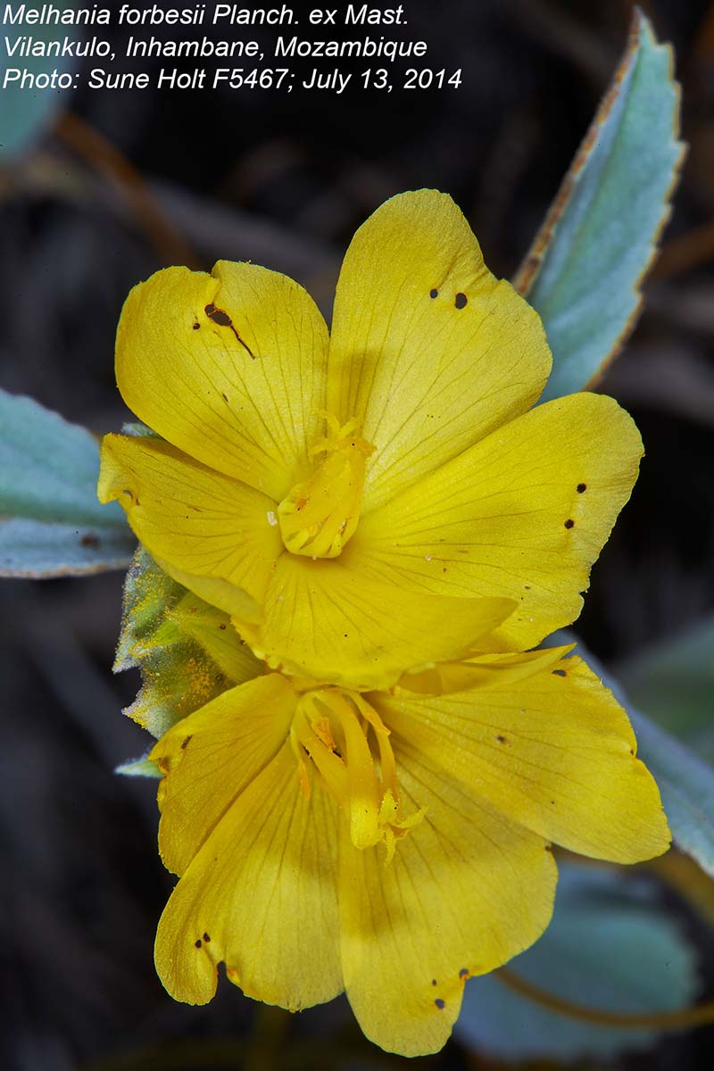 Melhania forbesii