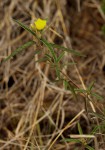 Melhania prostrata