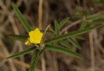 Melhania prostrata