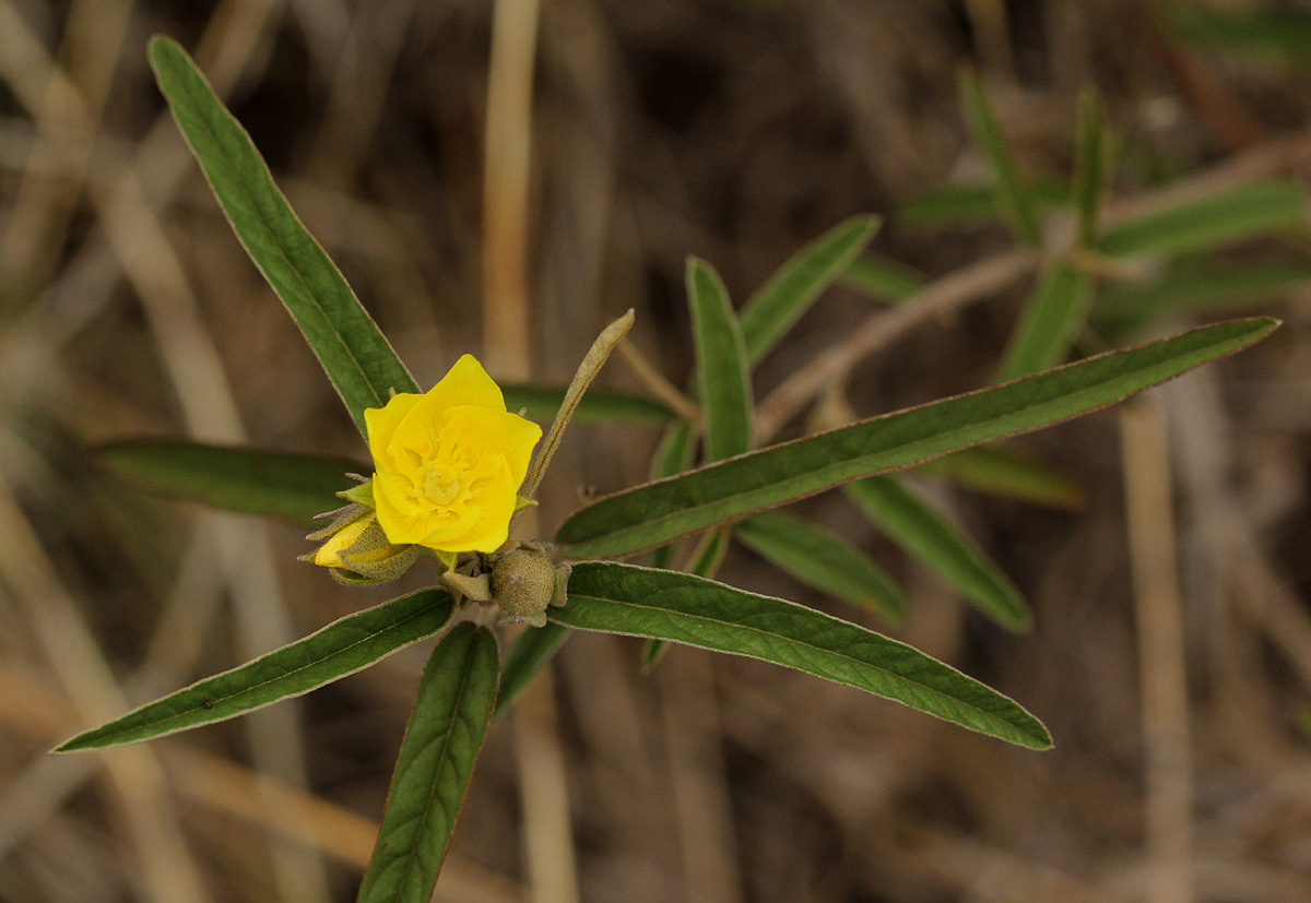 Melhania prostrata