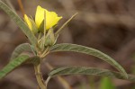 Melhania prostrata