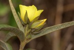 Melhania prostrata