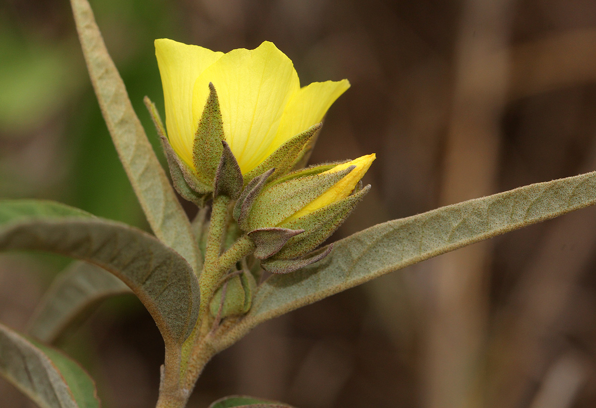 Melhania prostrata