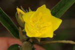 Melhania prostrata