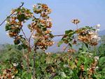 Dombeya burgessiae