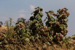 Dombeya burgessiae