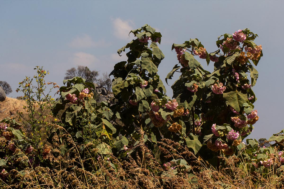 Dombeya burgessiae
