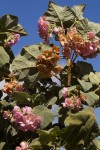 Dombeya burgessiae