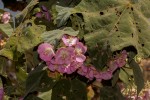 Dombeya burgessiae