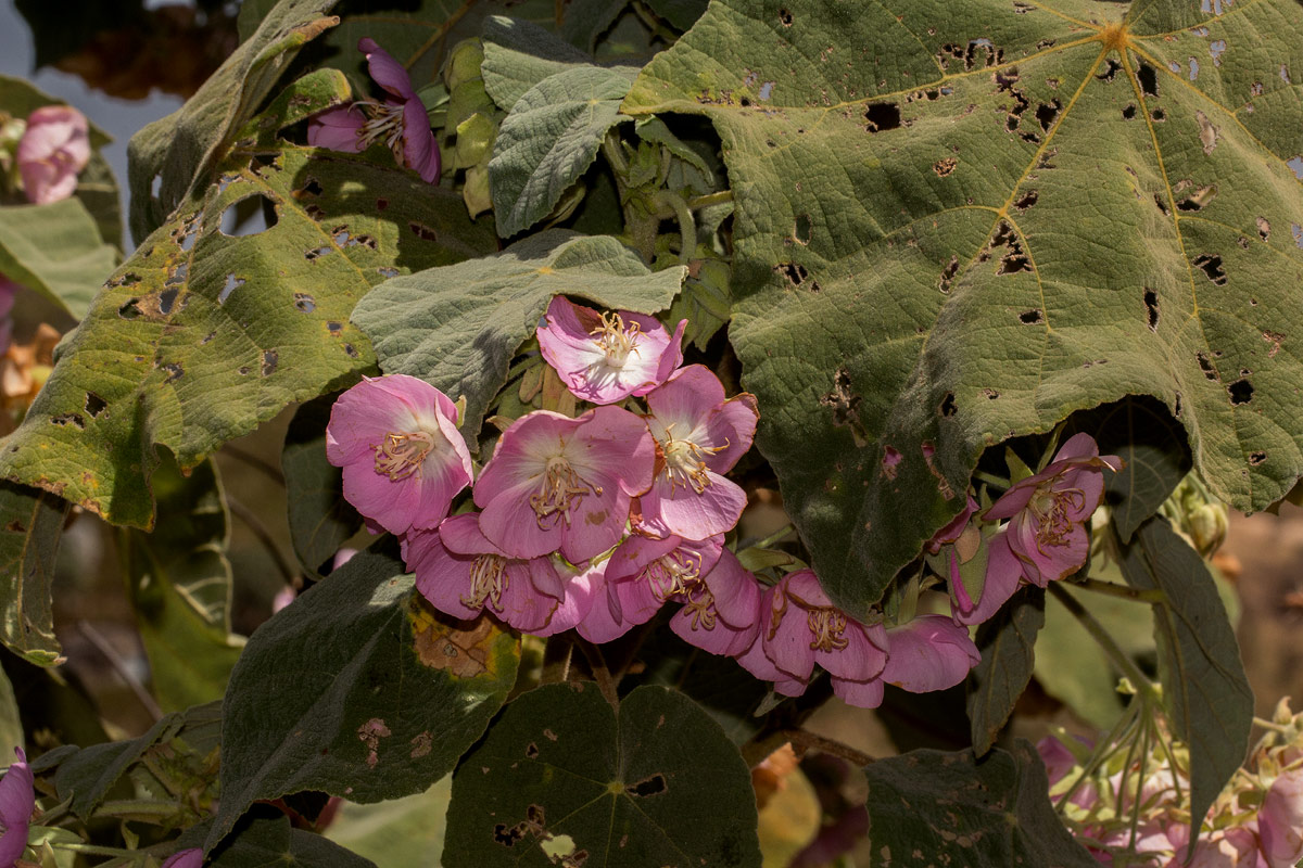 Dombeya burgessiae