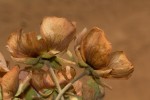 Dombeya burgessiae