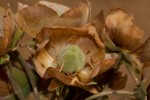 Dombeya burgessiae