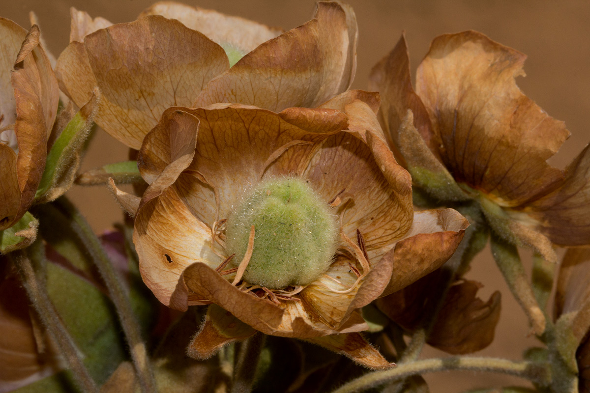 Dombeya burgessiae