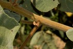 Dombeya burgessiae