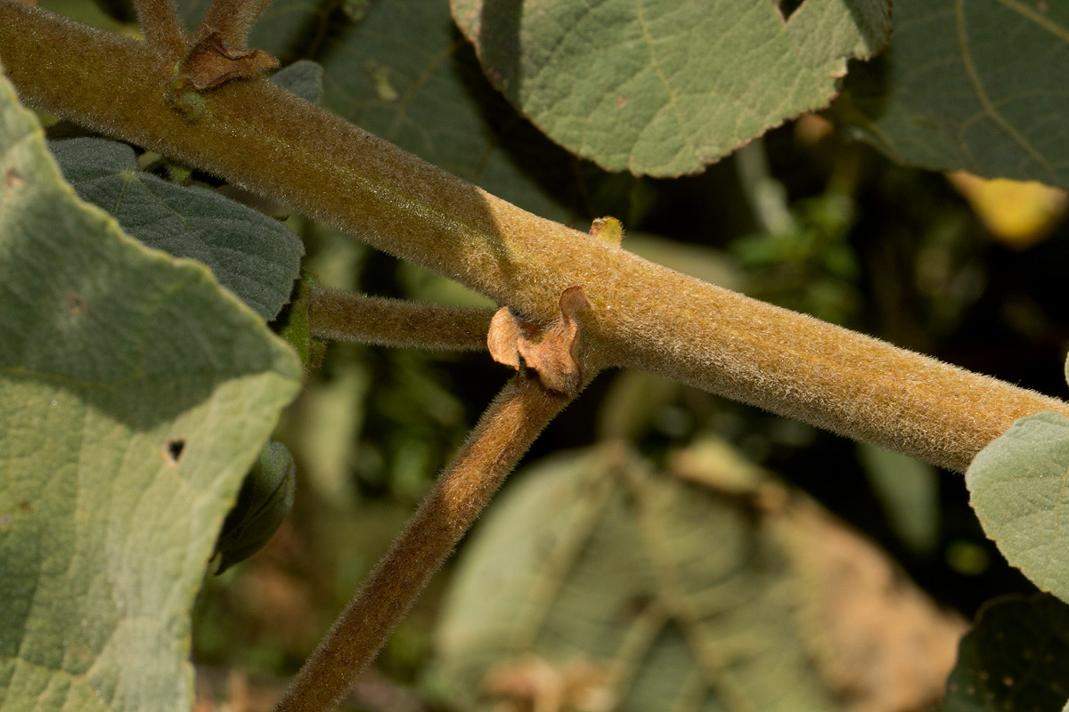 Dombeya burgessiae