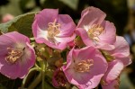 Dombeya burgessiae