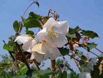 Dombeya burgessiae