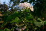 Dombeya burgessiae