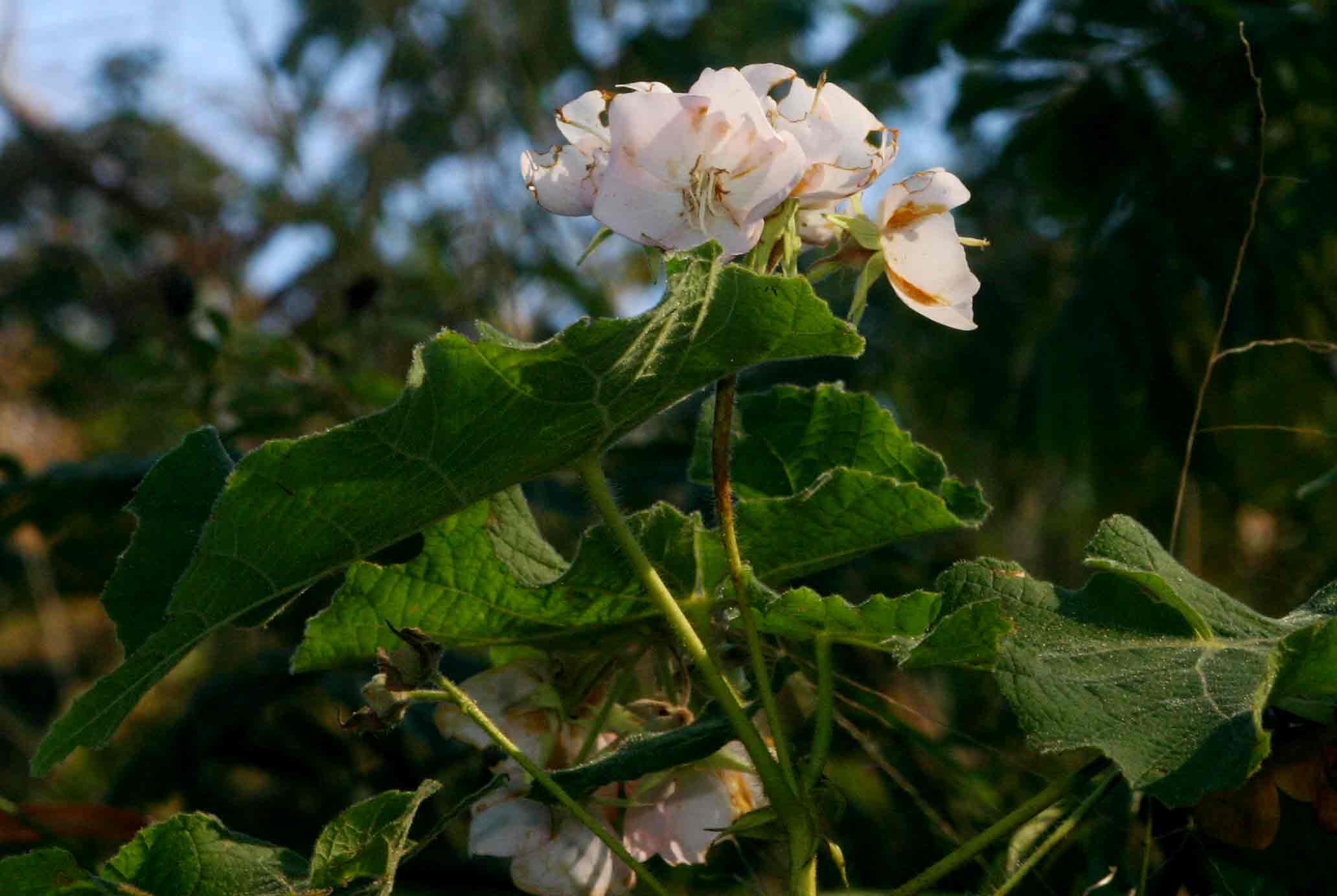 Dombeya burgessiae