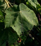 Dombeya burgessiae