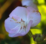 Dombeya burgessiae