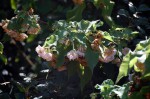Dombeya burgessiae